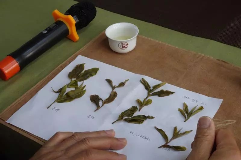 透过古树普洱茶样的品鉴，建立完善的古树普洱茶认知地图