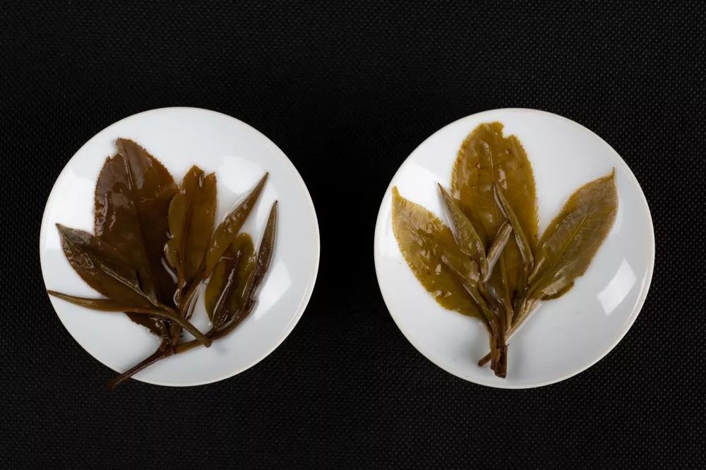 【茶百科】普洱茶的“陈化”和“转化”是同一回事吗？