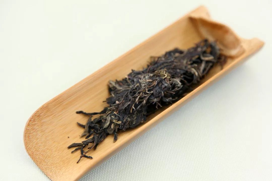 福海讲堂|从干茶条索判断普洱茶的品质，你会吗？