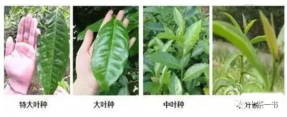 普洱茶大叶种，中叶种，小叶种如何区分？