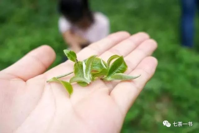 普洱茶大叶种，中叶种，小叶种如何区分？