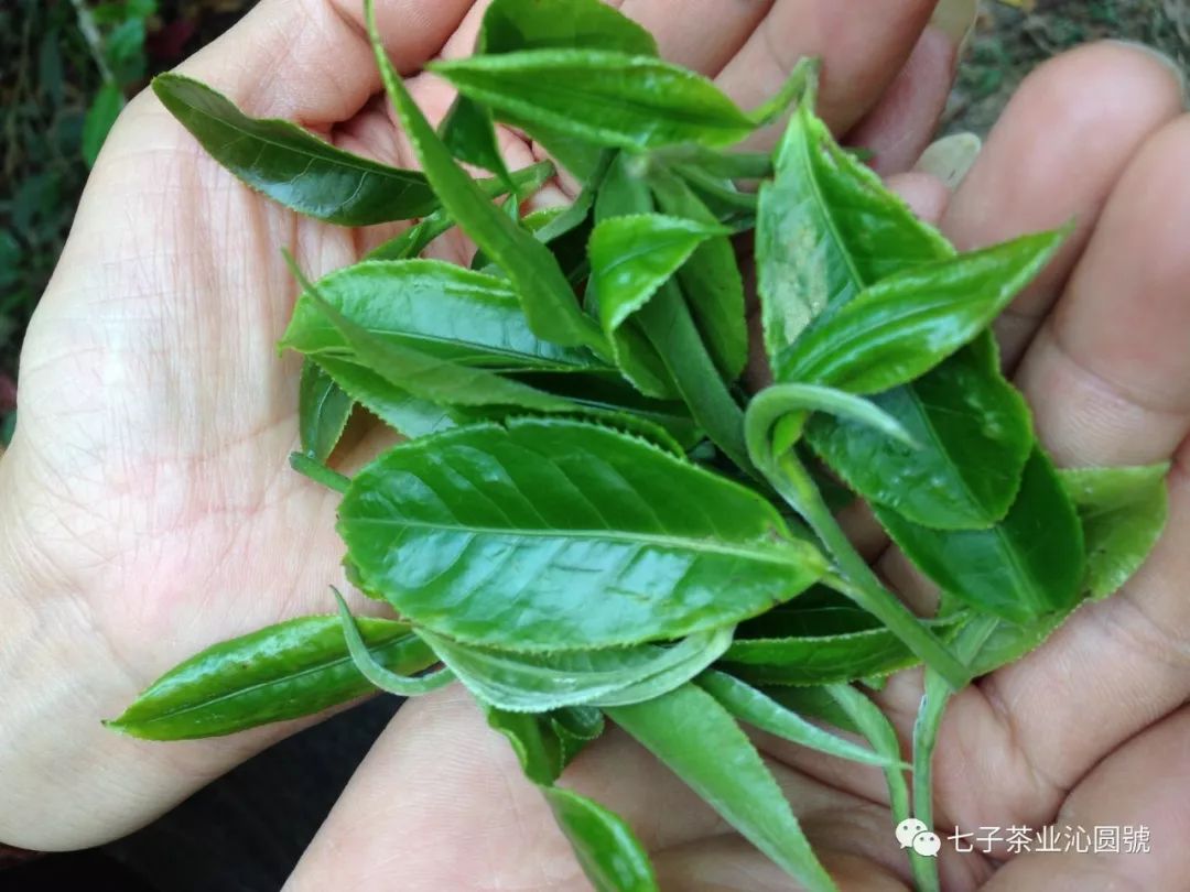 【沁圆號普洱茶】从中医的角度解析普洱茶的养生