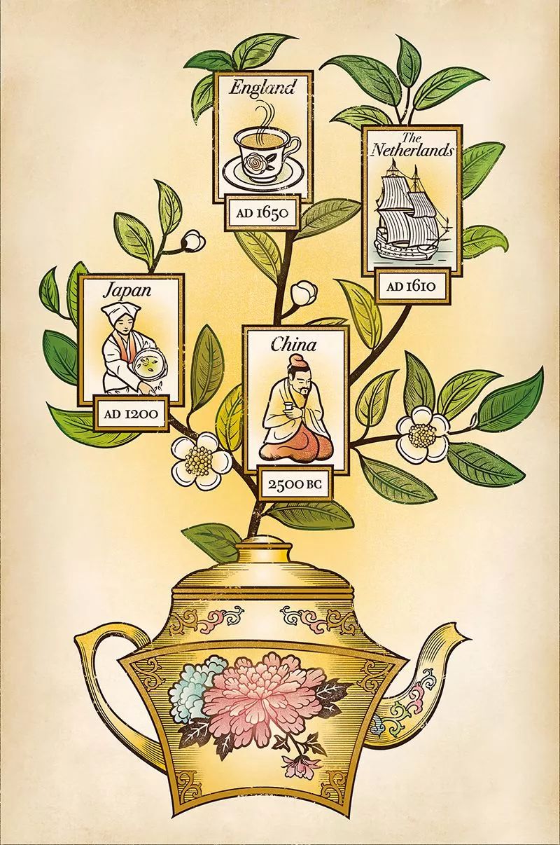 世界科学权威期刊|英国《自然》杂志：推崇中国茶及黑茶功效