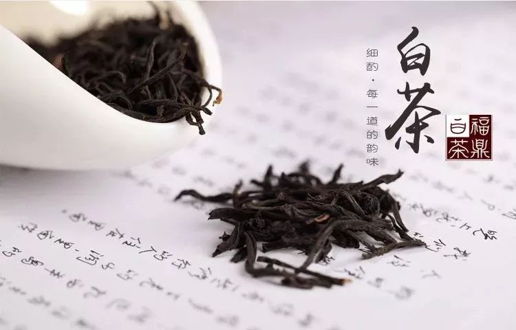 白茶为什么被称为“茶中瑰宝”？