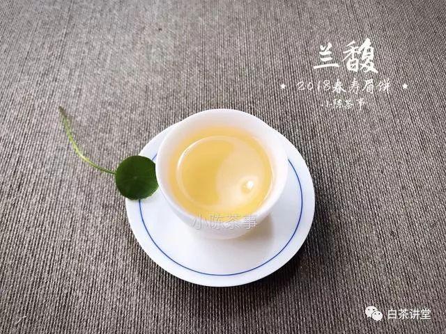 作为新手喝白茶，应该喝白茶散茶还是饼茶？