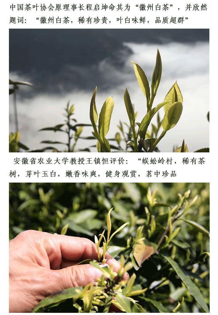2019年蜈蚣岭白茶，春茶即将上市，多家平台预售中，了解一下