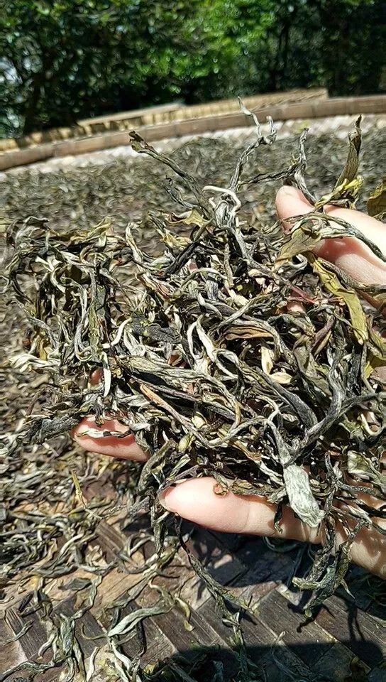 几公斤鲜叶可以制成一公斤普洱干毛茶？