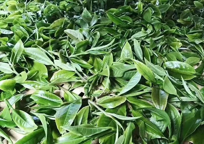 几公斤鲜叶可以制成一公斤普洱干毛茶？