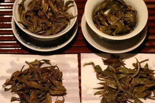 普洱古树茶与台地茶的鉴别（多图对比详解）
