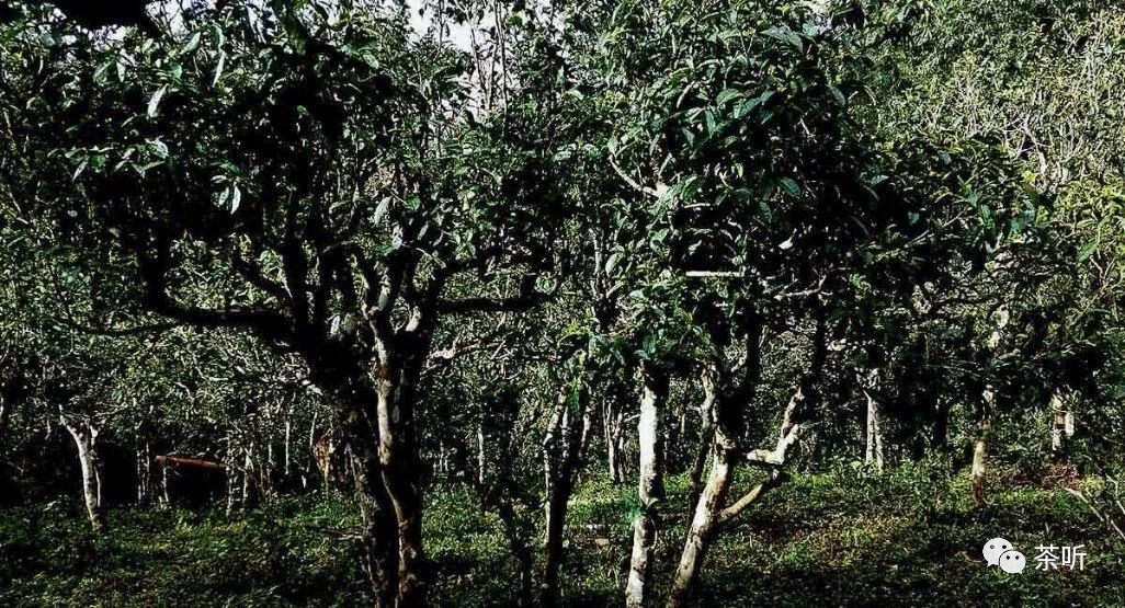 为什么说普洱古树茶在雨季很少采摘呢？