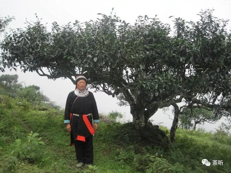 为什么说普洱古树茶在雨季很少采摘呢？