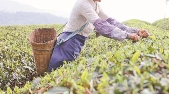普洱市思茅区：现代化的茶产业崛起中的“绿巨人”