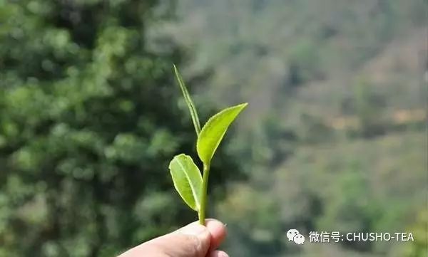 是谁?影响台湾乌龙茶品质的好坏