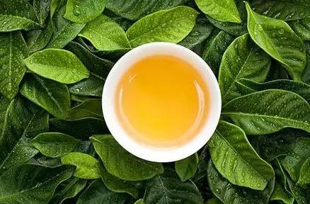 什么是绿茶投法