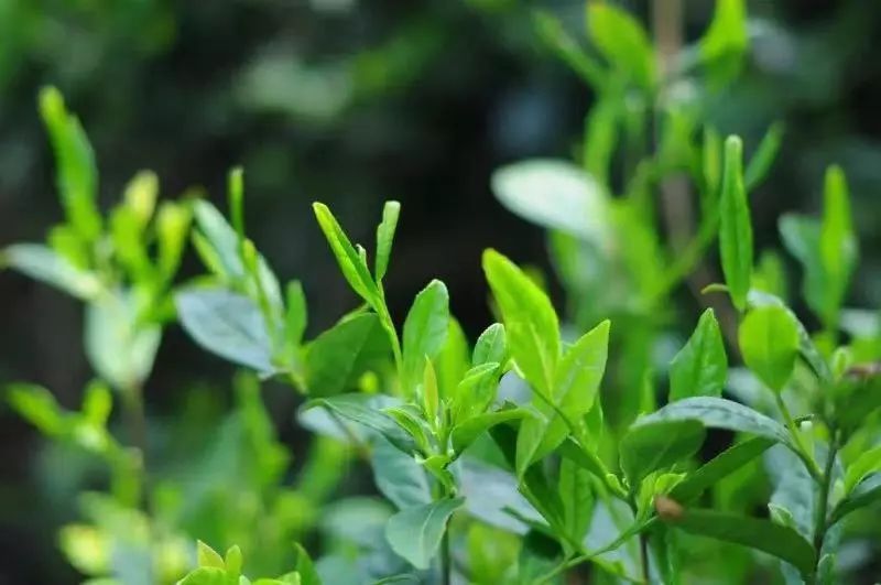 徐亚和解说绿茶（上）|“汤清叶绿，追新求鲜”