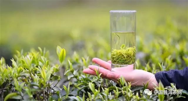 绿茶在制作工艺上可以分为哪几类？丨百科