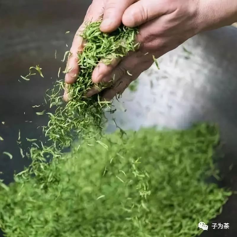 郭子涵·学茶：初识南京雨花茶-松针形特种绿茶