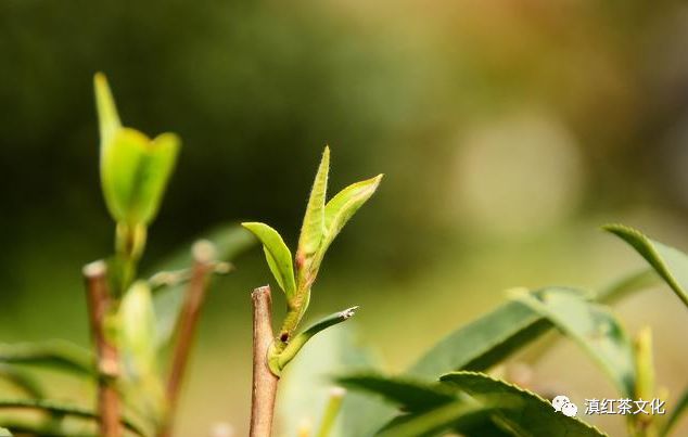 鲜叶本就绿，为何茶却有红茶和绿茶之分？