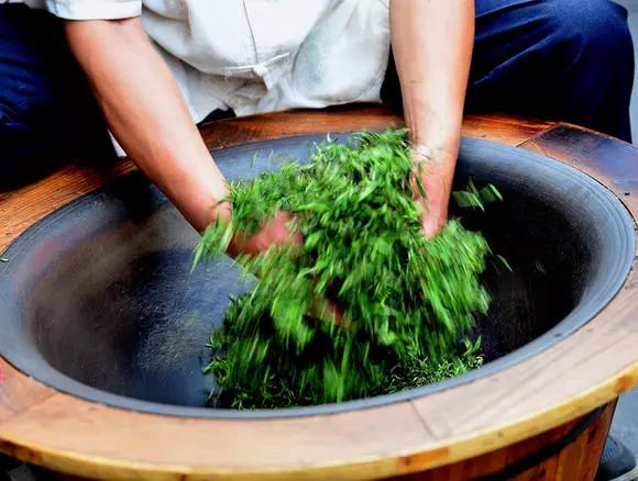 名山出名茶——屯溪绿茶