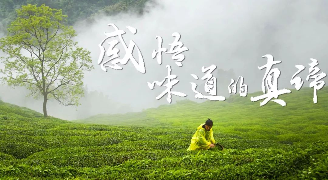 江淮顶级绿茶地理（下）：感悟味道的真谛