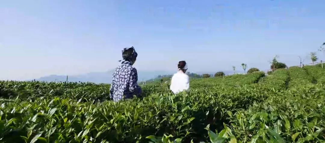 中国国家地理探访：绿宝石高原绿茶到底好在哪儿？