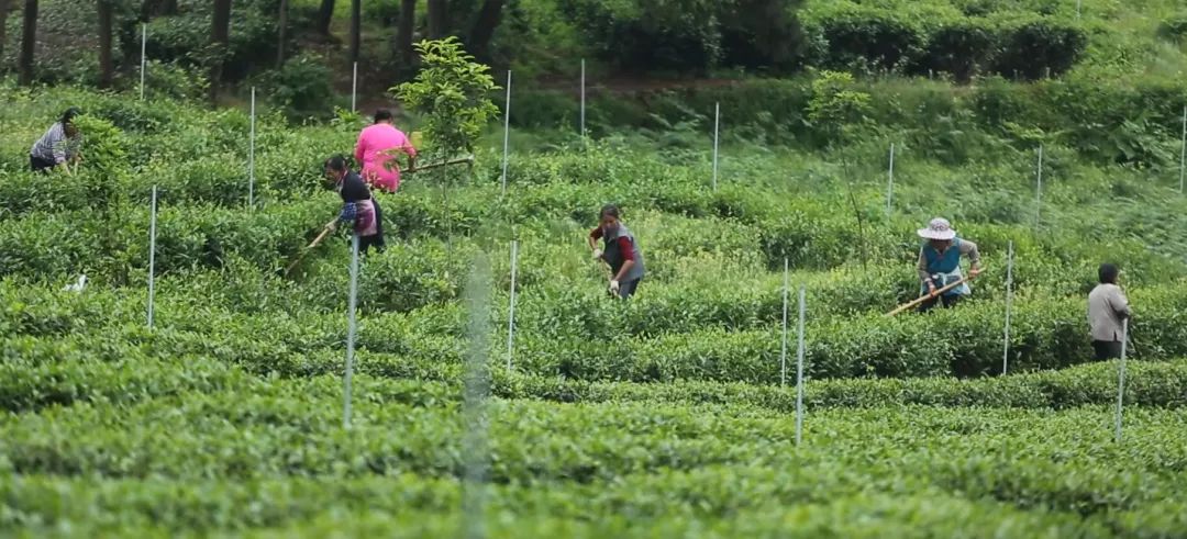 中国国家地理探访：绿宝石高原绿茶到底好在哪儿？