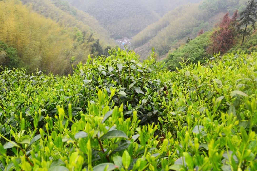 【深山探秘】携兰花香的“绿茶之王”是如何诞生的？