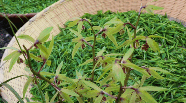 【深山探秘】携兰花香的“绿茶之王”是如何诞生的？
