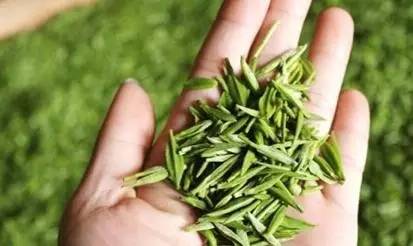 一斤上好绿茶，到底要采摘多少颗芽头？