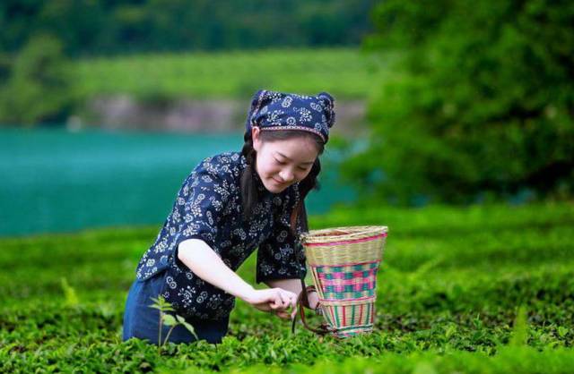 一斤上好绿茶，到底要采摘多少颗芽头？