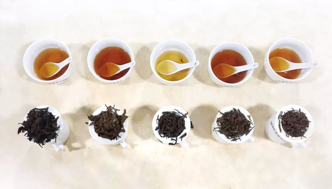 【红茶俱乐部】为什么茶多酚含量高的茶树品种适制红茶？