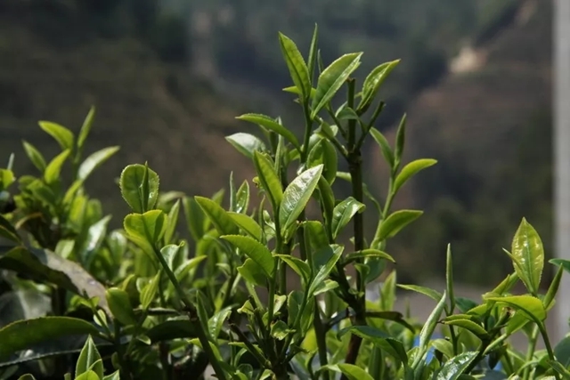 红茶研究院丨红茶加工篇·萎凋