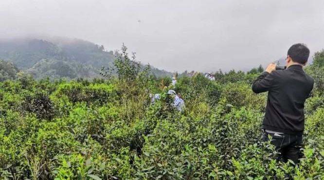 网红茶、梅花雨、老茶园|在六堡镇不倚村制茶的日子(3)