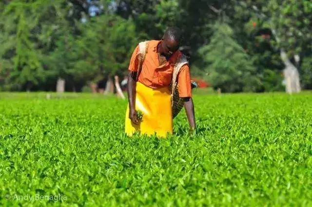 世界茶产业大观5：揭秘红茶王国-肯尼亚