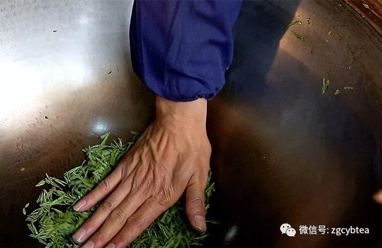 狮峰龙井第一波茶芽初展，距离开采预计还有10天左右。（实时产区图播报）