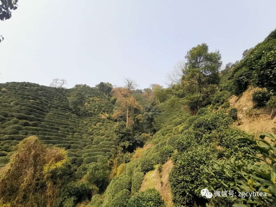狮峰龙井第一波茶芽初展，距离开采预计还有10天左右。（实时产区图播报）