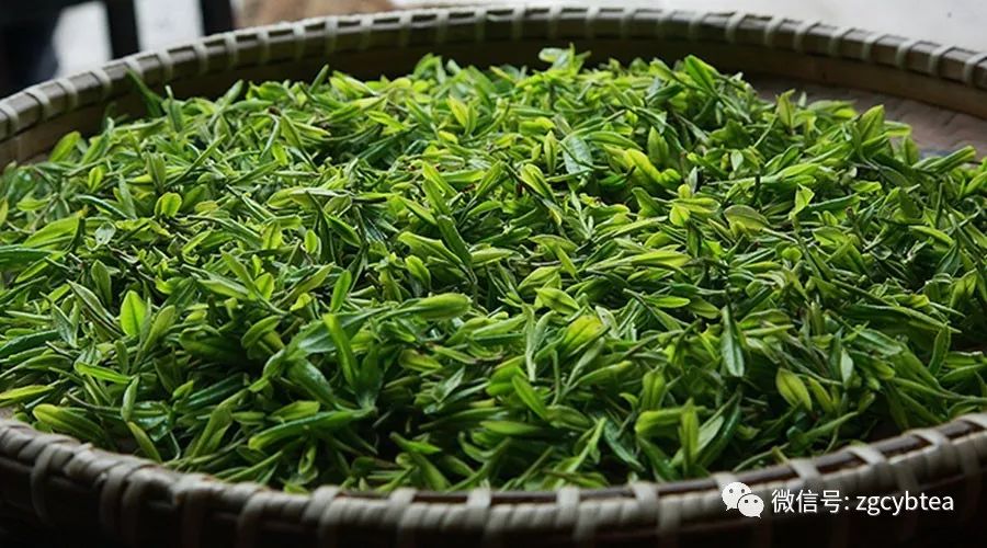 春茶季丨40多国外宾都来他家喝茶，西湖卢氏一族的春茶龙井现已开售！