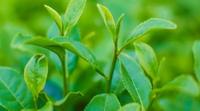 【徽茶·百科】茶苗种植后有哪些注意事项