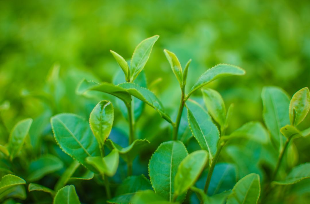 【徽茶·百科】茶苗种植后有哪些注意事项