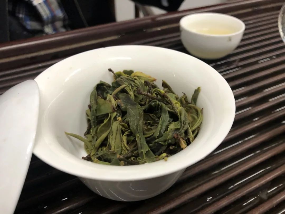 【春茶季】茶山动态：2019春茶季收尾，减产质优（附春茶购买小贴士）