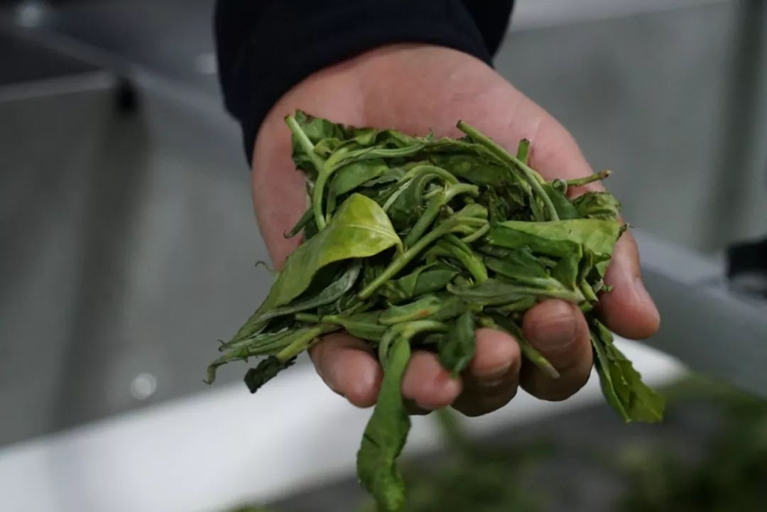 【春茶季】茶山动态：2019春茶季收尾，减产质优（附春茶购买小贴士）