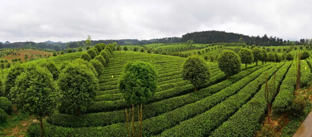 凤冈：提高茶叶品质提升品牌价值