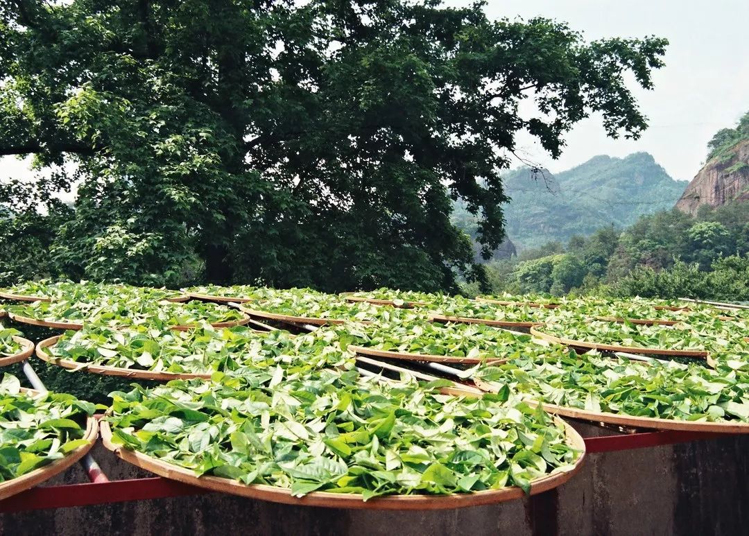 生态保障品牌引领全力打造武夷山茶旅融合发展先行区