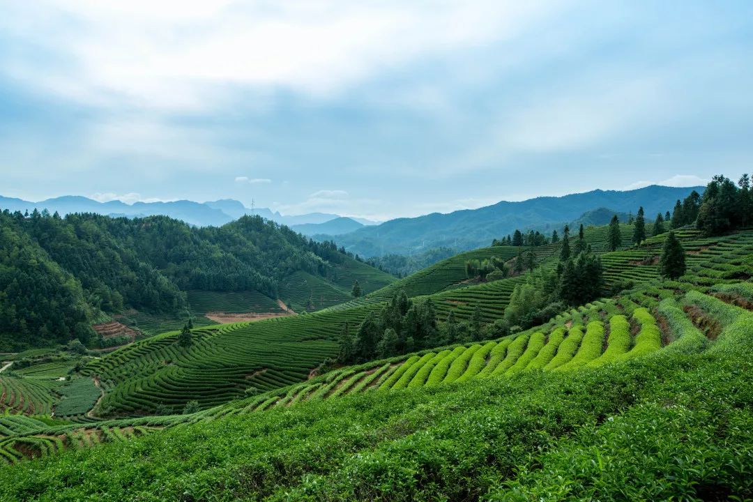 生态保障品牌引领全力打造武夷山茶旅融合发展先行区