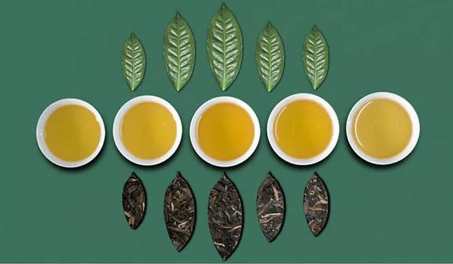 关于茶知识丨茶化石是什么茶？怎么冲泡