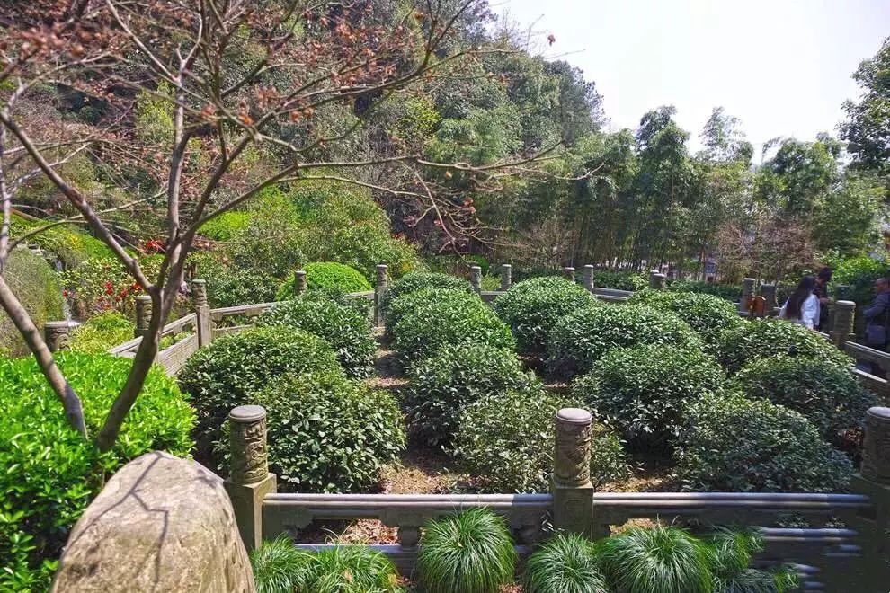 【龙井村问茶】寻踪十八棵御茶树