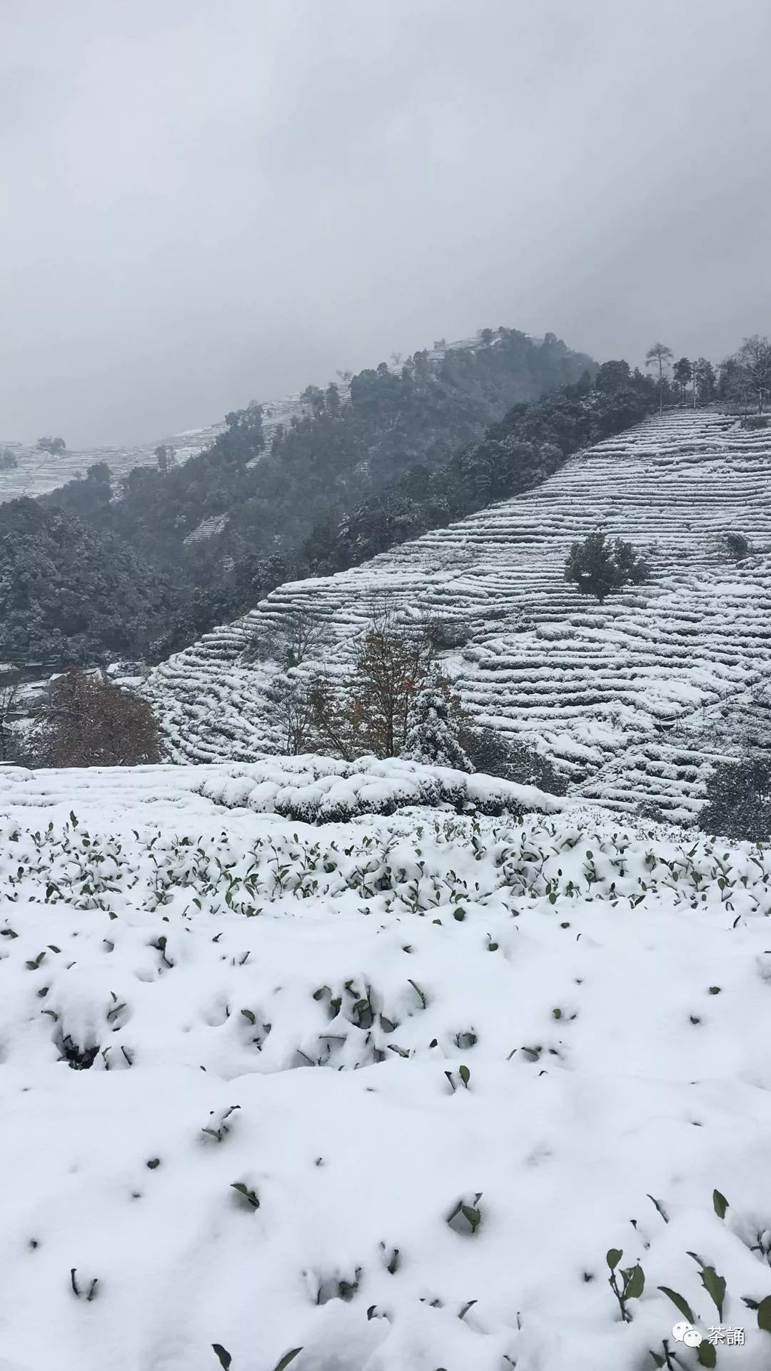 龙井初雪