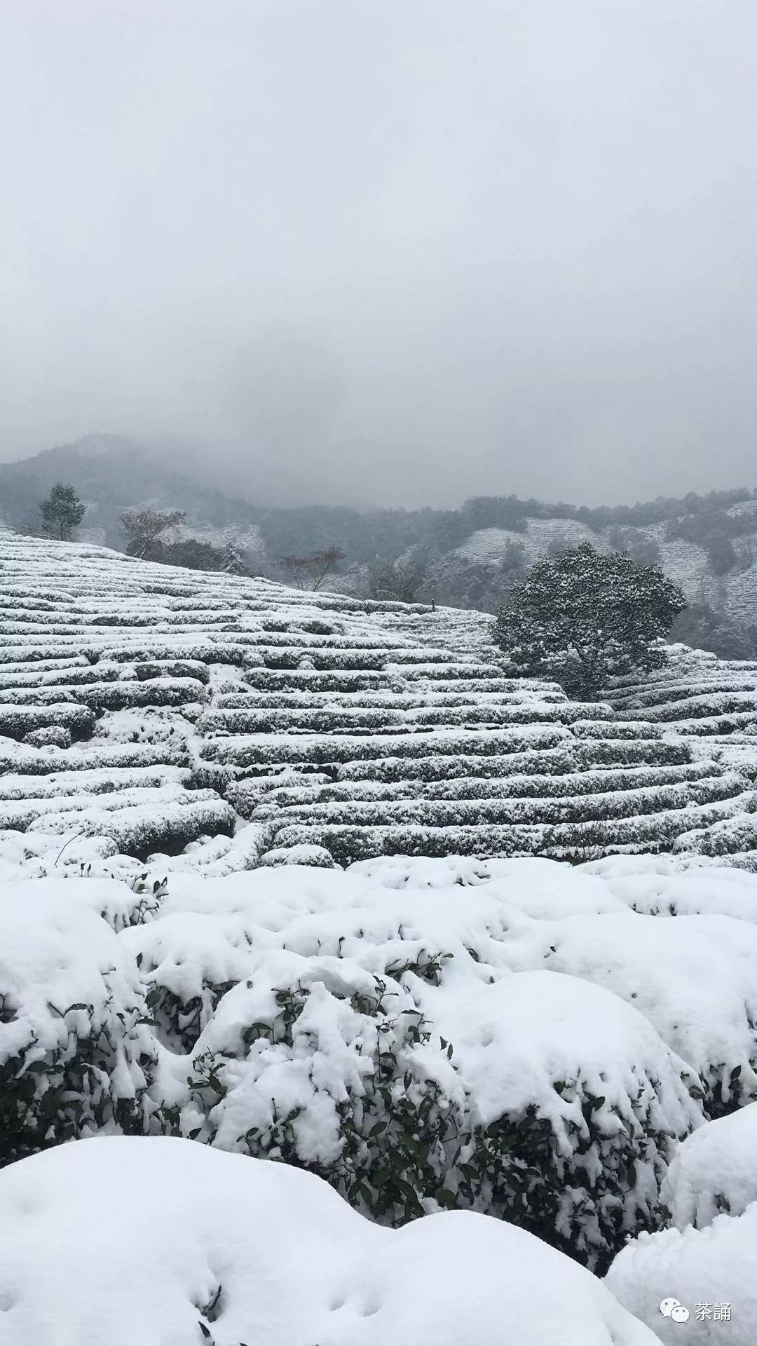 龙井初雪