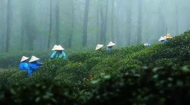 喝茶知识丨谷雨茶是什么茶，谷雨茶的功效