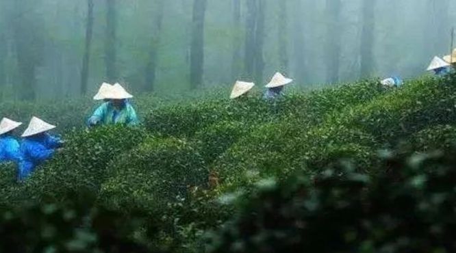 喝茶知识丨谷雨茶是什么茶，谷雨茶的功效